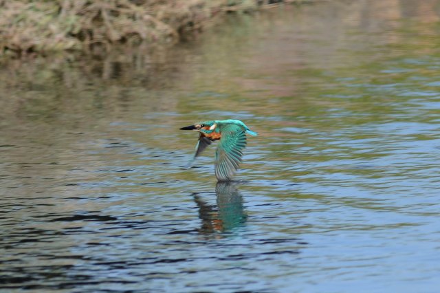 Martin-pêcheur d'Europe / Common Kingfisher